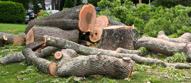 How Our Tree Care Process Works  in  Navy, VA