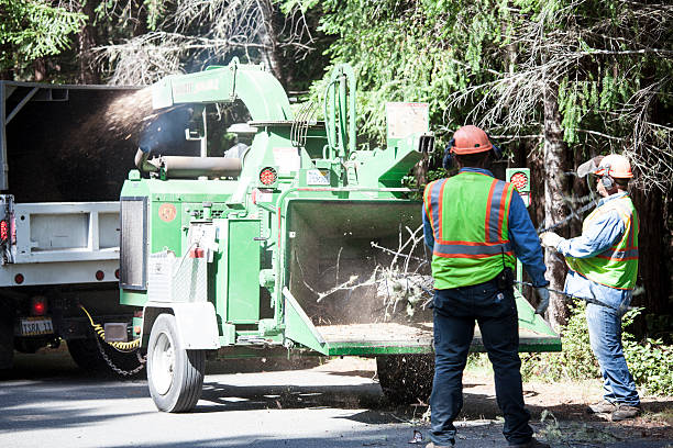 Seasonal Cleanup in Navy, VA